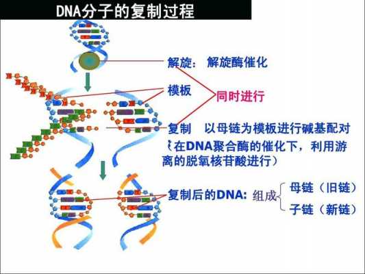 简述dna复制的过程（简述DNA复制的过程,总结DNA复制的基本规律?）-图2