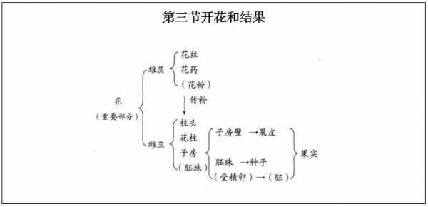 开花和结果的过程（开花和结果的过程与方法）-图1