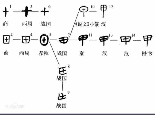 甲的演变过程（甲的演变过程示意图）-图1