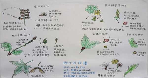 种子传播过程中（种子传播过程中的问题）-图3