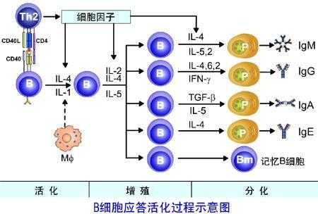 b细胞活化过程（B细胞活化过程中抑制第一活化信号转导的辅助因子）-图1