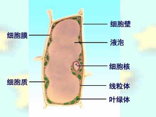 质膜演变过程（质膜的概念）-图2