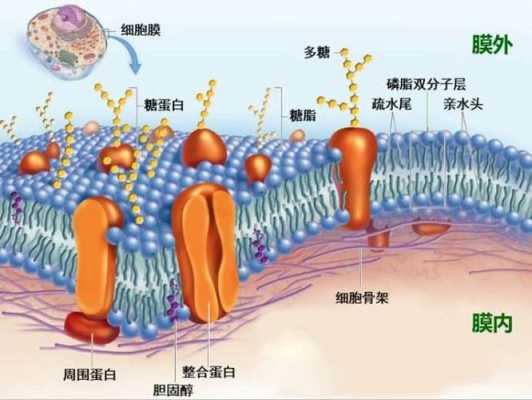 质膜演变过程（质膜的概念）-图3