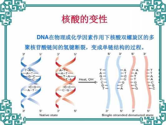 核酸变性复性的过程（核酸变性与复性名词解释）-图2