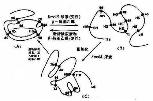 核酸变性复性的过程（核酸变性与复性名词解释）-图3