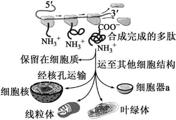 微管结合蛋白合成过程（微管蛋白的合成达到高峰是在细胞周期的）-图1