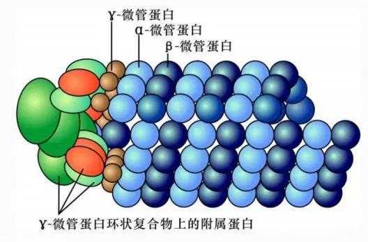 微管结合蛋白合成过程（微管蛋白的合成达到高峰是在细胞周期的）-图2