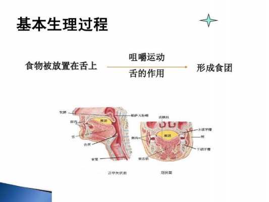 咀嚼过程磨损定义（咀嚼的基本过程）-图1