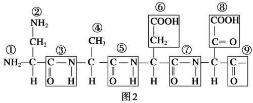 甘氨酸缩合过程（甘氨酸的脱水缩合过程）-图2