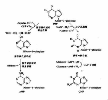 生化imp过程（imc生化原理）-图1