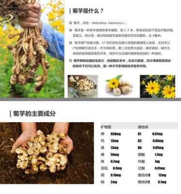 菊粉改善肠胃的过程（菊粉改善肠胃的过程图）-图1