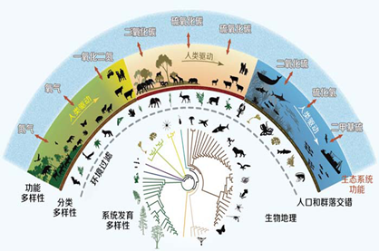 生物多样性形成过程（生物多样性形成是什么的结果）-图3