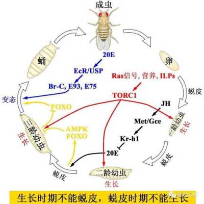 昆虫变态的基本过程（昆虫变态的意义是什么,怎么区分昆虫的变态类型?）-图1