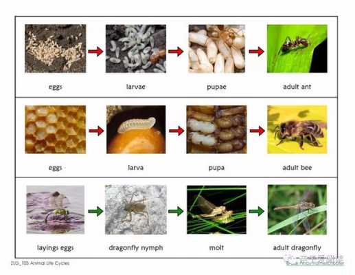 昆虫变态的基本过程（昆虫变态的意义是什么,怎么区分昆虫的变态类型?）-图2