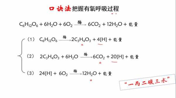 呼吸过程文字解释（呼吸过程包括什么）-图3