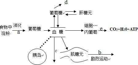 短期饥饿代谢过程（短期饥饿代谢过程图解）-图3