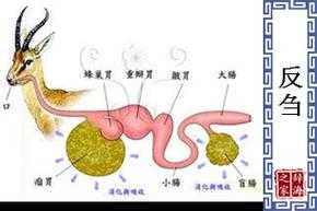 什么是反刍过程（反刍阶段是什么意思）-图2