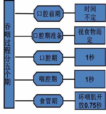 整个吞咽的过程分为（整个吞咽的过程分为几个阶段）-图1