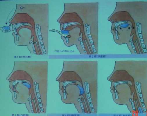 整个吞咽的过程分为（整个吞咽的过程分为几个阶段）-图2