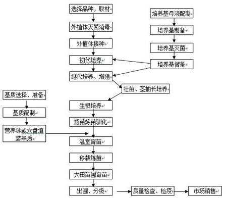 培养过程包括（培养途径与步骤）-图2