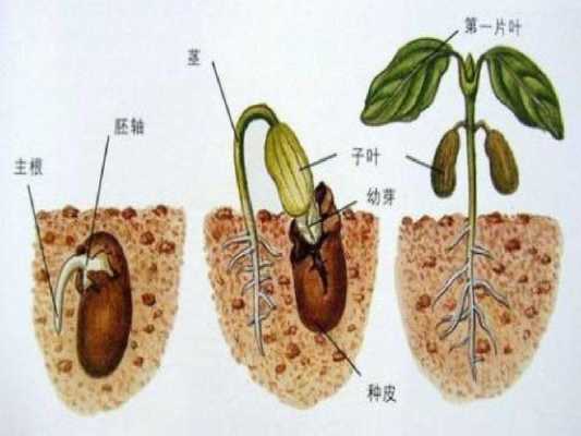 黄豆发芽过程记录图（黄豆发芽的四个过程简图）-图1