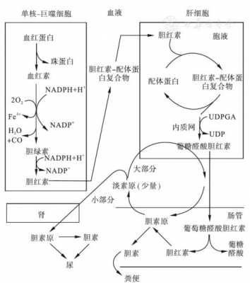 胆色素代谢过程（胆色素代谢过程示意图）-图2