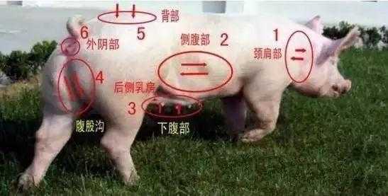 母猪釆精过程（母猪输精原理）-图2