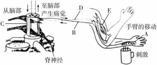 缩手反射形成过程（缩手反射形成过程图）-图1