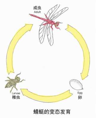 蜻蜓的生长变化过程（蜻蜓的生长变化过程视频）-图1