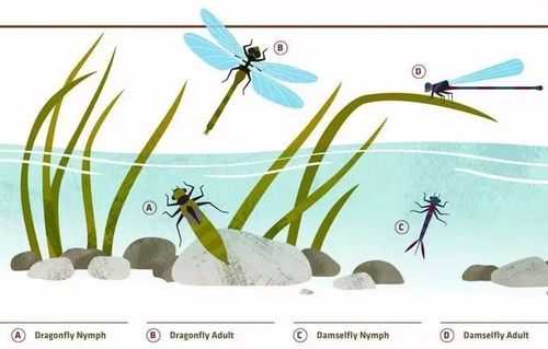 蜻蜓的生长变化过程（蜻蜓的生长变化过程视频）-图3