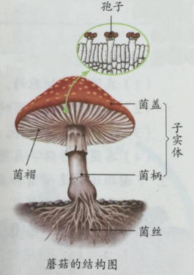 蘑菇生成过程（蘑菇的生成过程）-图2