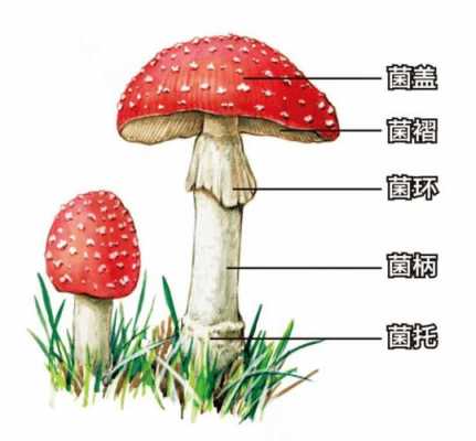 蘑菇生成过程（蘑菇的生成过程）-图3