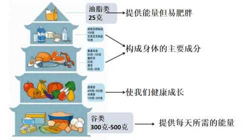 获得食物的过程称（从食物中获取的营养有哪些）-图1