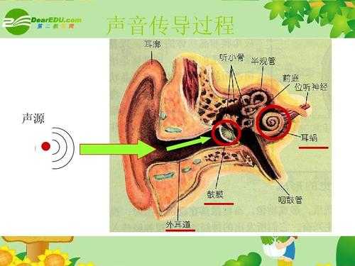 声音形成的过程（声音形成的途径）-图1