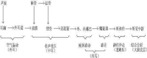 声音形成的过程（声音形成的途径）-图3