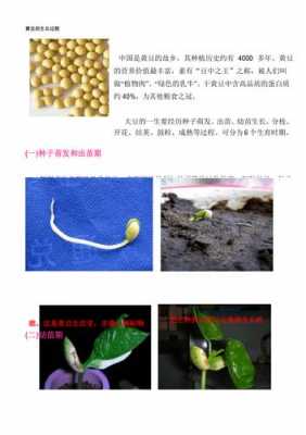 豆子的种植过程图片（豆子的种植过程图片大全）-图2