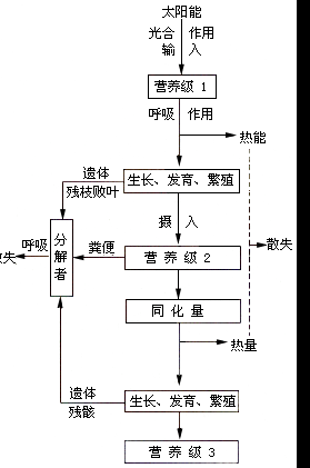 能量流动散失的过程（能量流动的三个去向）-图2