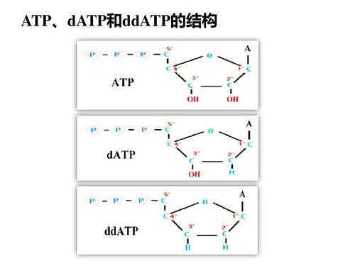 datp合成过程（datp的组成成分）-图1