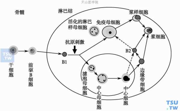 b细胞发育过程图（b细胞的发育过程）-图2