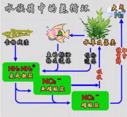 氮循环过程动画（氮循环的三种方式）-图3