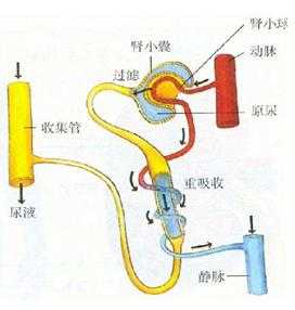 尿生成的基本过程是（尿生成的基本过程是哪三个）-图2