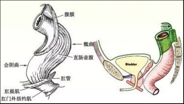 屁眼扩张过程（屁眼扩张过程图片）-图3