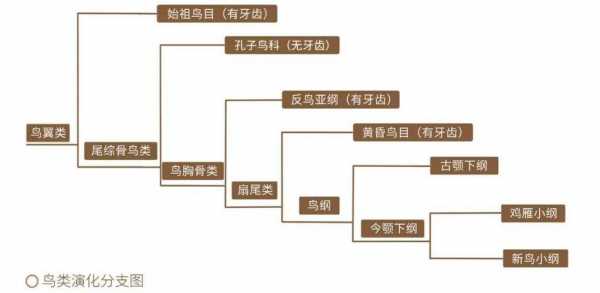 鸟类进化演变的过程（鸟类进化演变的过程图片）-图3