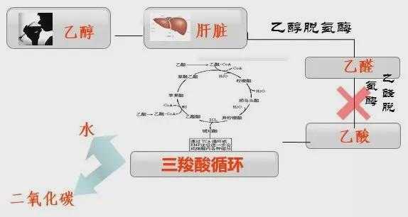 肝脏药物代谢过程（肝脏药物代谢过程图片）-图2