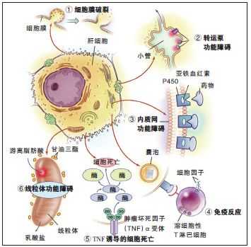 肝脏药物代谢过程（肝脏药物代谢过程图片）-图3