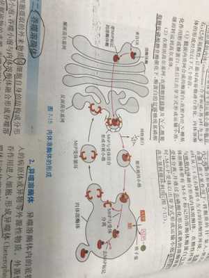 溶酶体更新的过程（溶酶体形成和成熟的过程）-图2