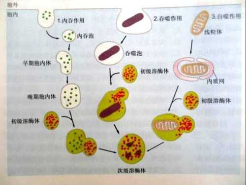 溶酶体更新的过程（溶酶体形成和成熟的过程）-图3