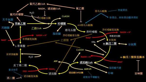 atp生成简要过程（atp生成简要过程有哪些）-图1