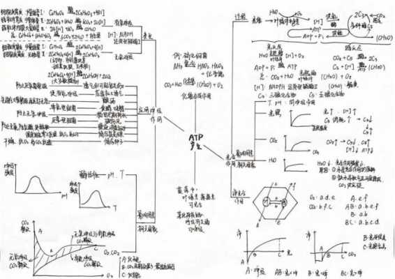 atp生成简要过程（atp生成简要过程有哪些）-图3