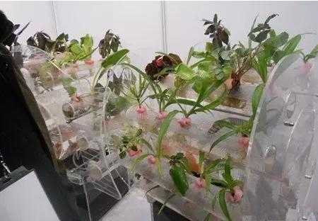 温室花卉盆播过程（简述温室花卉上盆的具体做法）-图1